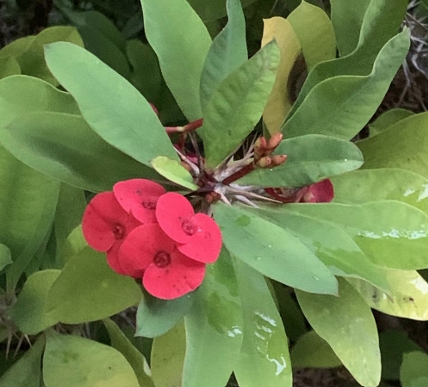 christusdorn-Dorothee